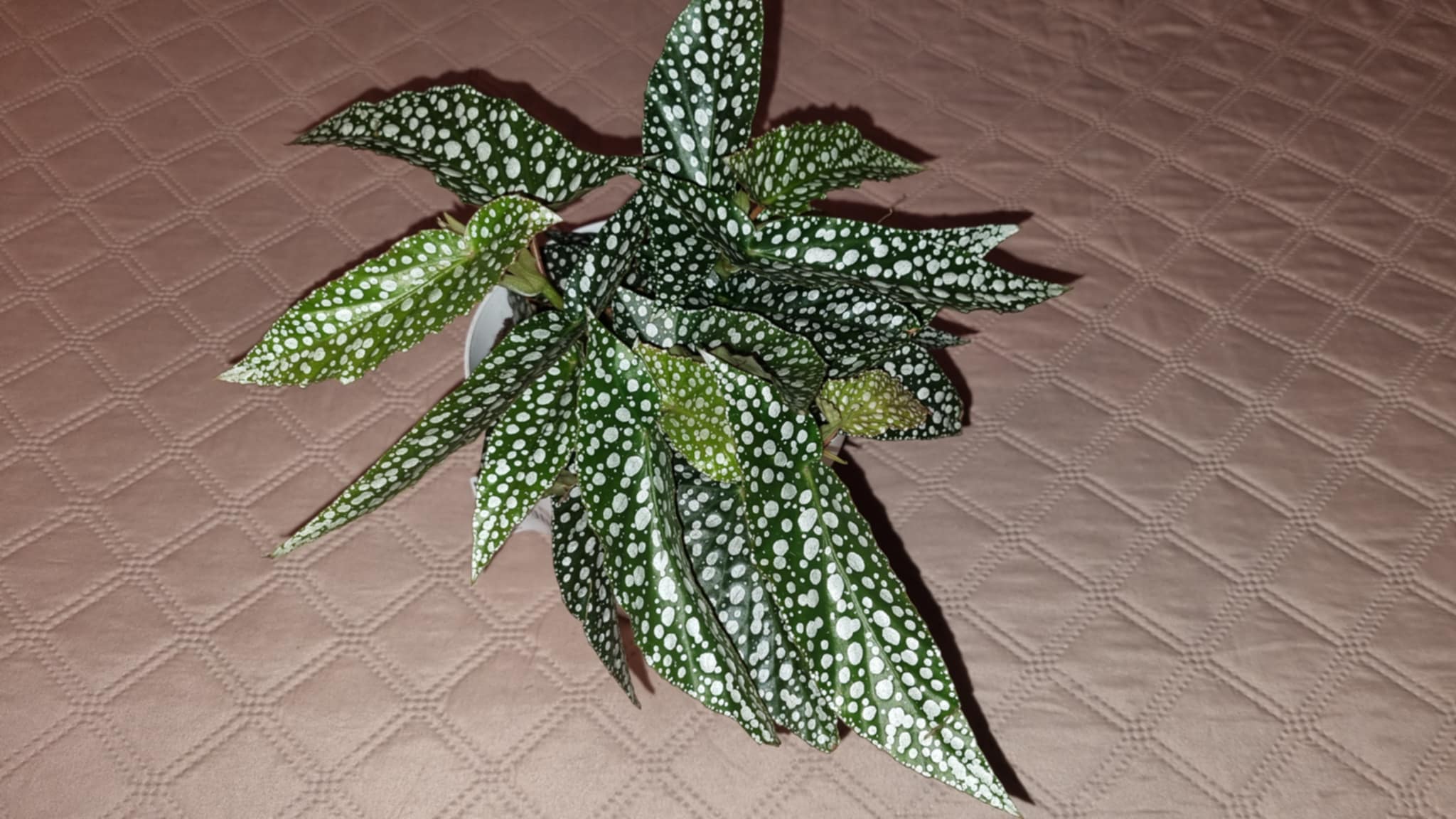 Begonia cane double dot Image 2